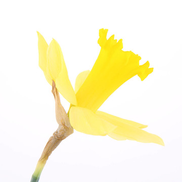 水仙花