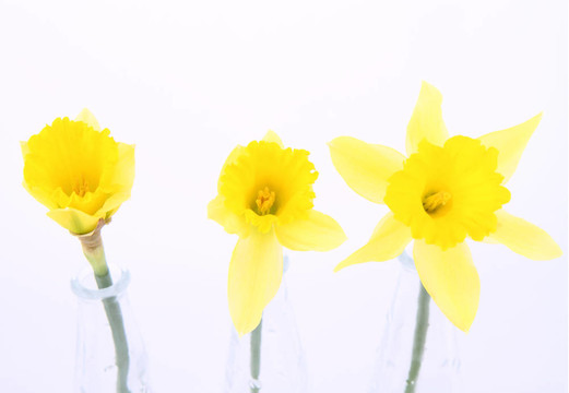 水仙花