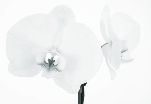 蘭花花
