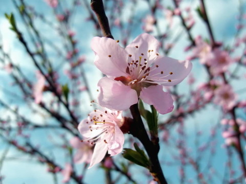 春天的花朵