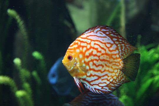 咸水池中的熱帶魚