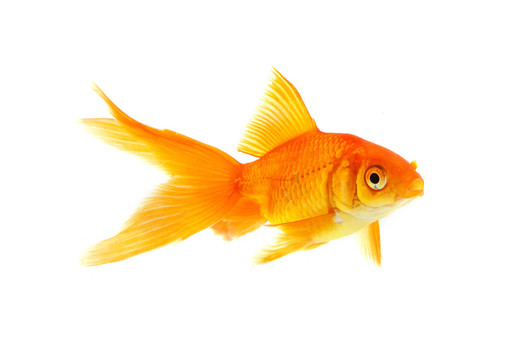 金魚(yú)