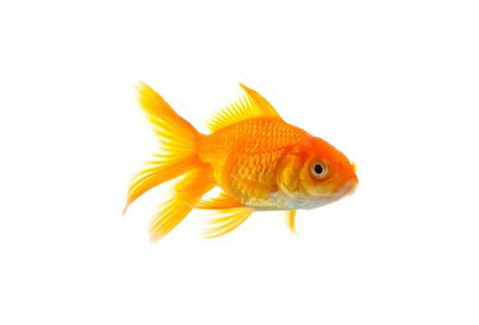 金魚(yú)