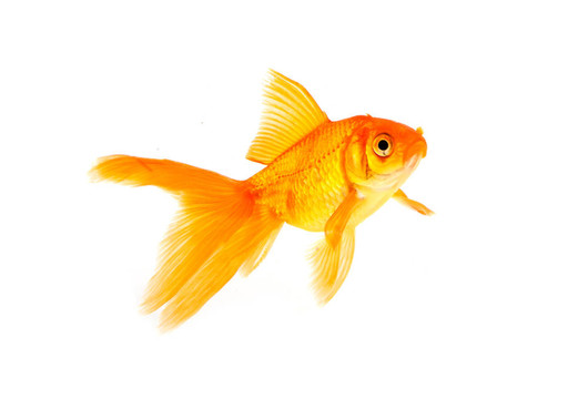 金魚