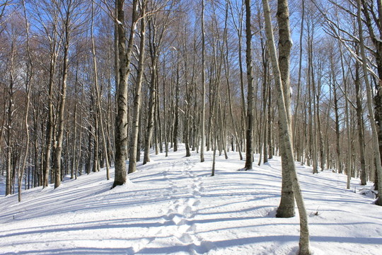 雪中小徑