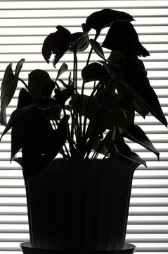 紅掌
