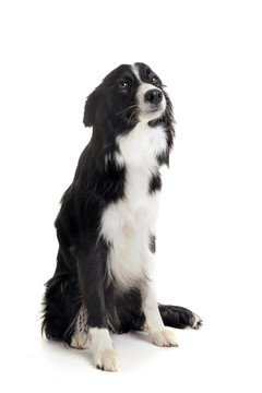 邊境牧羊犬