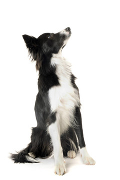 邊境牧羊犬