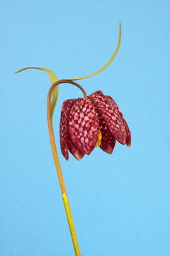 fritllaria Meleagris或蛇的頭貝母