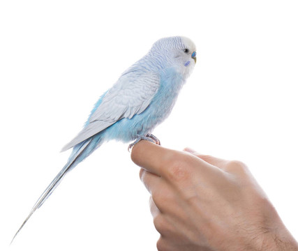 Parrot在手上；孤立于白色