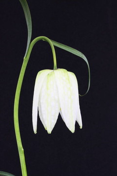 fritllaria Meleagris或蛇的頭貝母