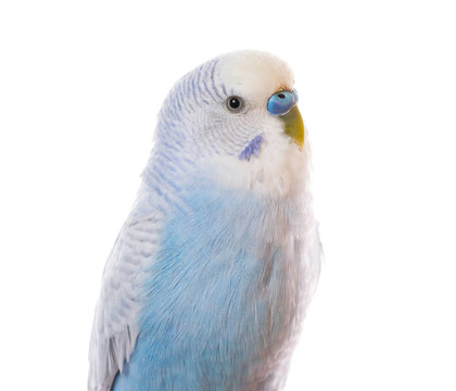 白色的Parrot
