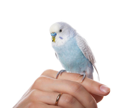 Parrot在手上；孤立于白色