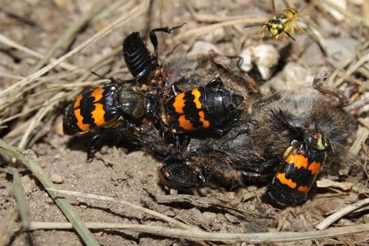 埋葬蟲（Nicrophorus orbicollis）