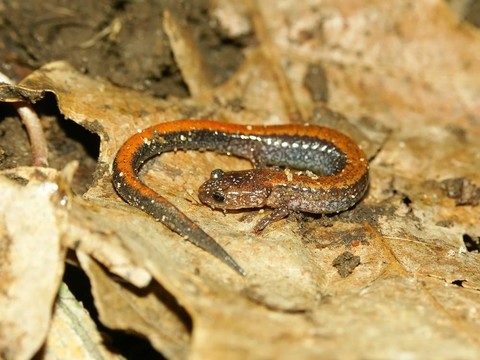 Redback Salamander（Plethodon cinereus）