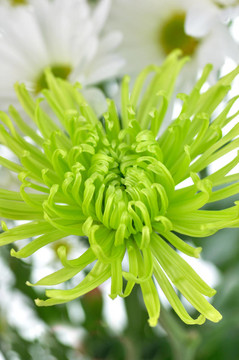花
