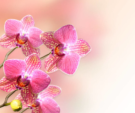 蘭花花
