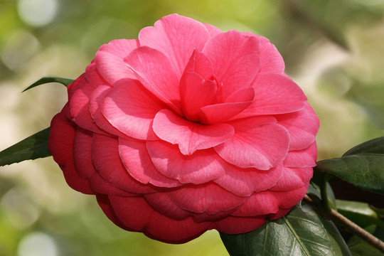 山茶花盛開