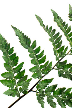 Fern葉
