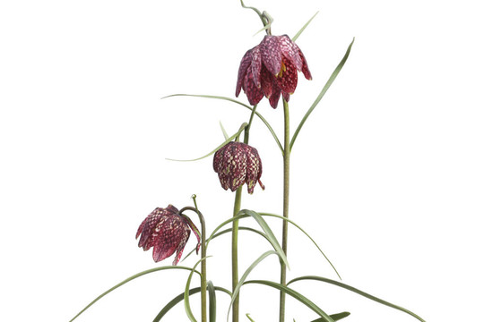 Fritillaria Meleagris在白