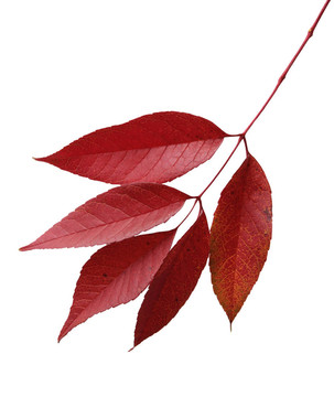紅色的葉子