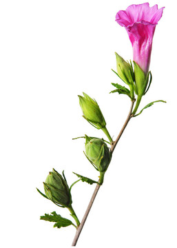 芙蓉花