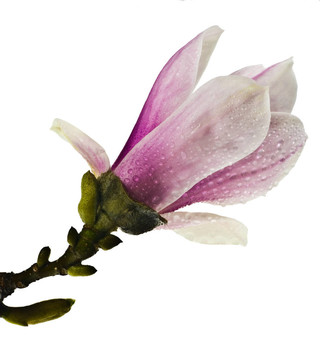 玉蘭花