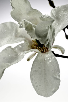 玉蘭花