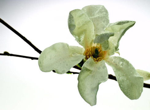 玉蘭花