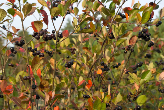 chokeberries（黑）
