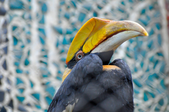 hornbill 1