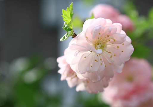玫瑰的花