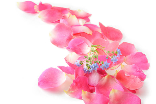 玫瑰花瓣
