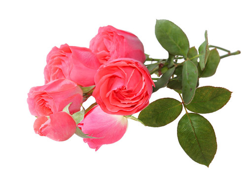 粉薔薇