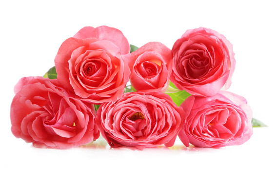 粉薔薇
