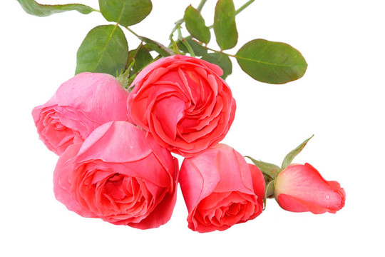 粉薔薇