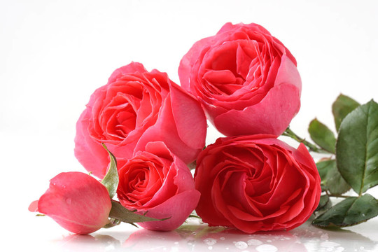 粉薔薇