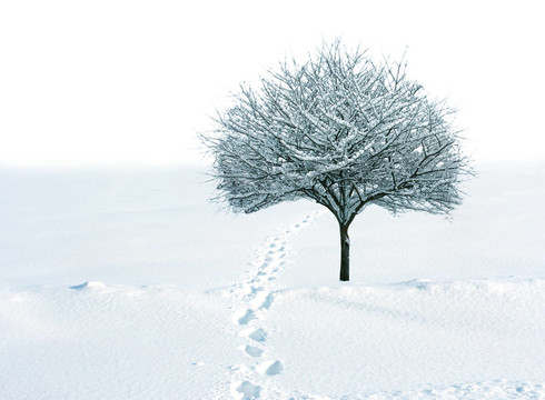 雪和樹