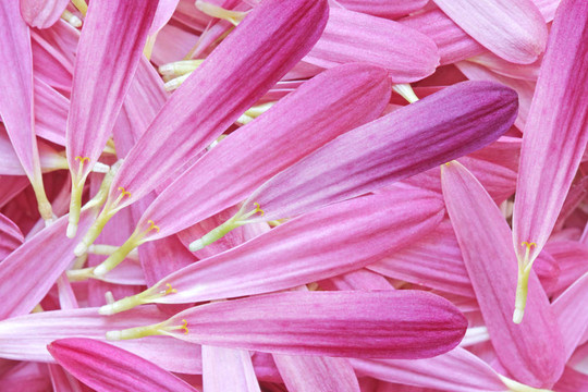 菊花的花瓣