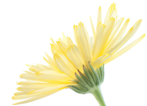 金盞花