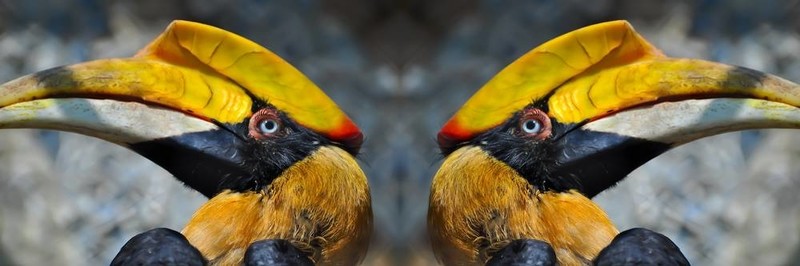犀鳥看別處