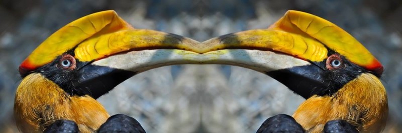 犀鳥接吻