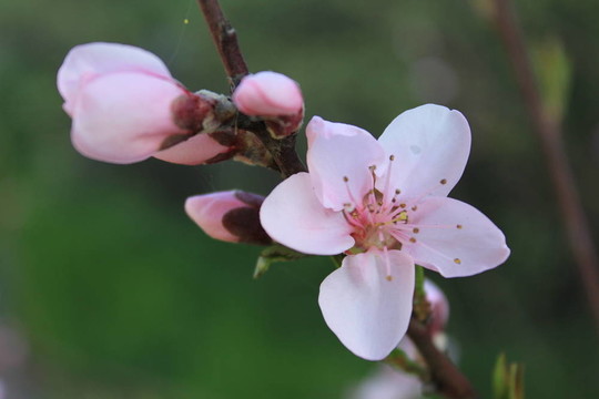 桃花