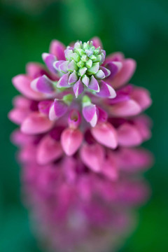 一個(gè)Pink Lupine的宏觀視角