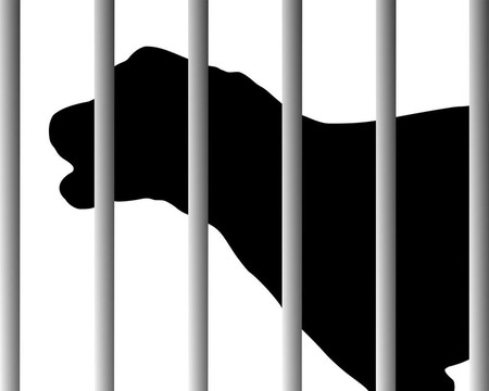 動物收容所里的狗