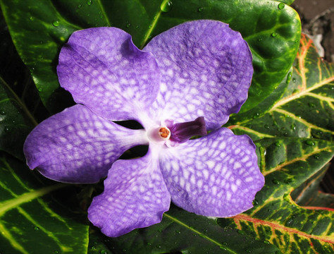 盛開的蘭花中聯(lián)