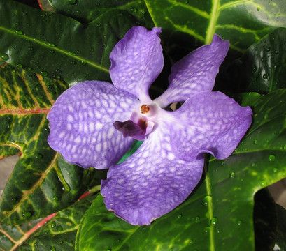 盛開的蘭花中聯(lián)