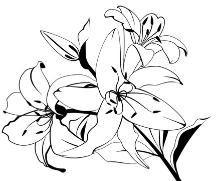 美麗的花朵