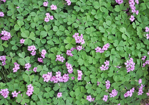 三葉草