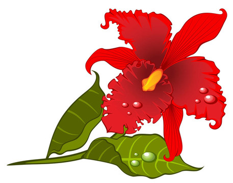 美麗的蘭花。
